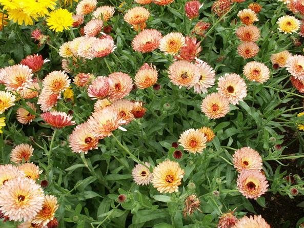 Calendula officinalis