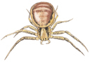 Spinne