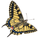 Schmetterling