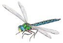 Libelle