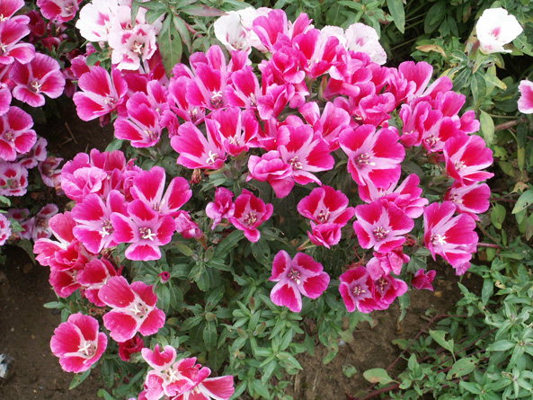 Dwarf Mixed’