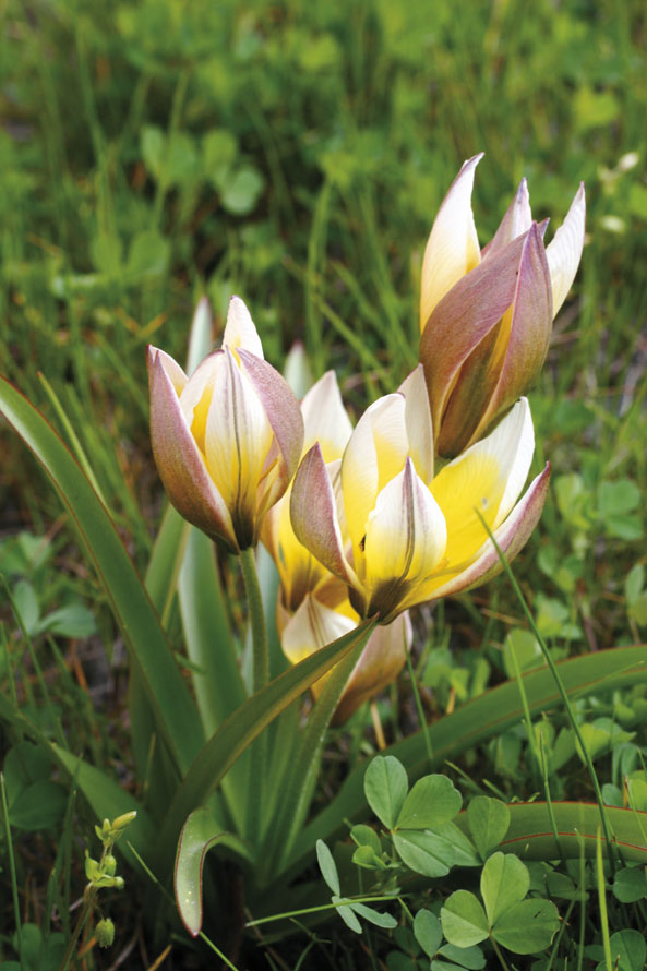 Krokusse, Narzissen, Tulpen und Co.