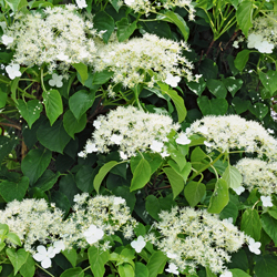 Kletter-Hortensie
