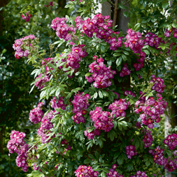 Ramblerrosen
