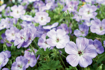 Geranium ‘Azure Rush®’. ‘Azure Rush®’