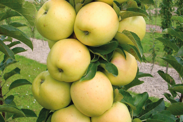 Säulenapfel LAMBADA