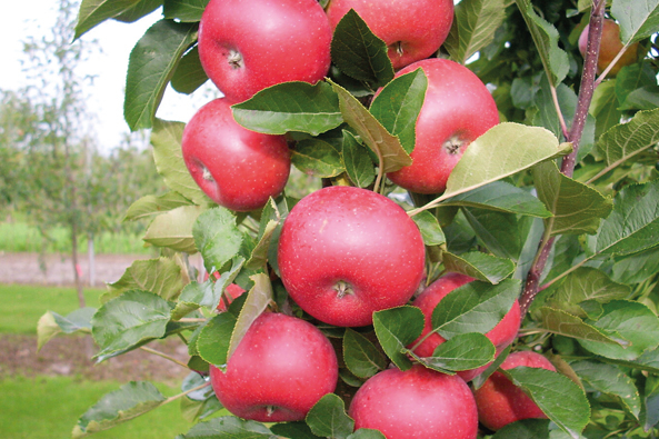 Säulenapfel RUMBA