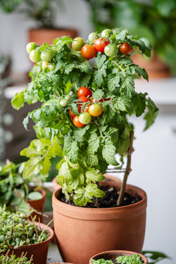 Tomatenpflanze