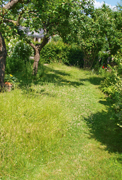 Blumenkräuter-Rasen auf Teilflächen