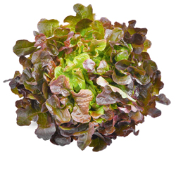 Eichblattsalat