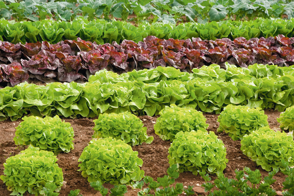 Kopfsalat - enorm vielfältig