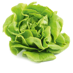 Kopfsalat