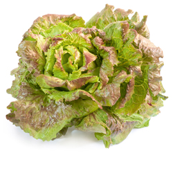 Batavia- oder Krachsalat