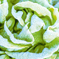 Wintersalat