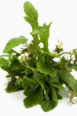 Wasabi-Rauke