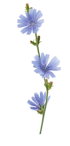 Chicoréeblüte