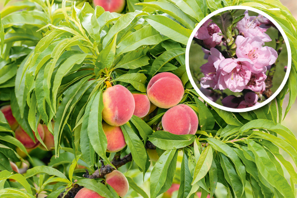 ‘Bonanza’ mit halbgefüllter Blüte