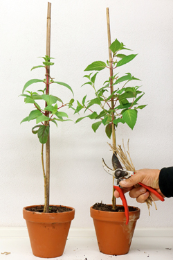 Fuchsien als Hochstämmchen