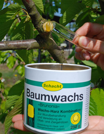 auf Basis natürlicher Harze