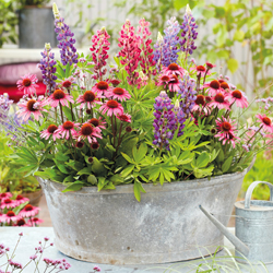 Farebmeer im Garten
