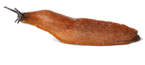 Nacktschnecke