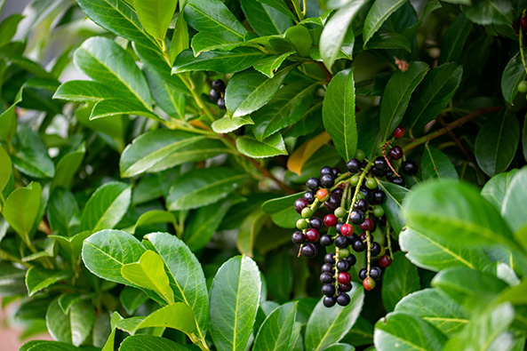 Portugiesischen Kirschlorbeer
