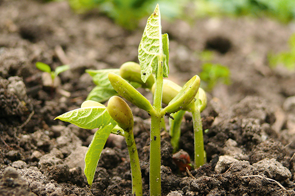 Gartentipp: Gemüsebeet vorbereiten