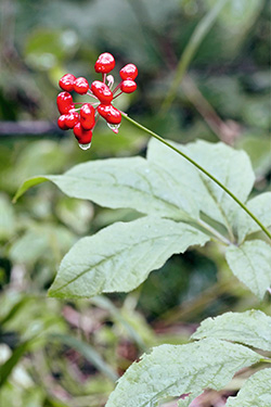 Ginseng