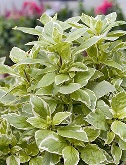 ‘Pesto Perpetuo’