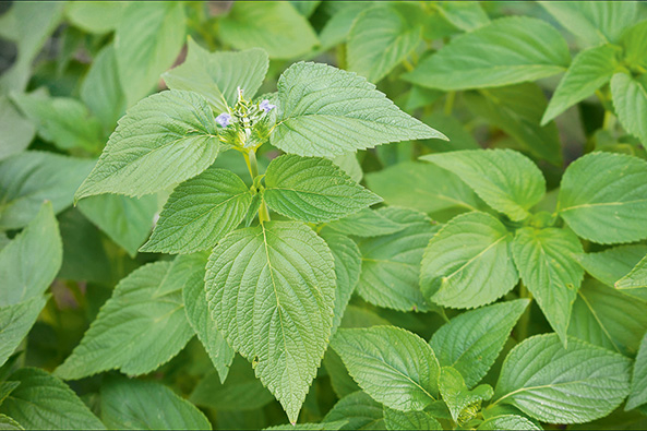 Gartenschatz: Chia