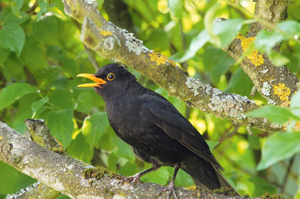 Amsel