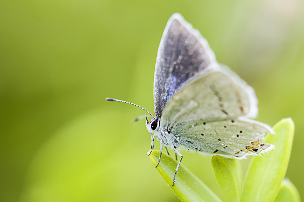 Schmetterling