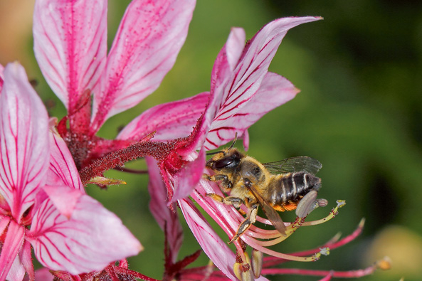 Wildbiene des Jahres 2025: Die Garten-Blattschneiderbiene