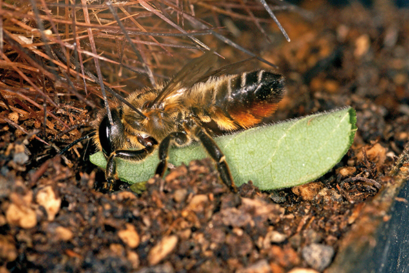 Garten-Blattschneiderbiene trägt ein Blatt-stück