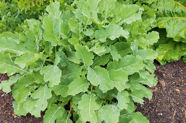 Stauden-Kohl