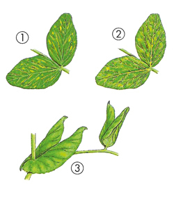 Virosen