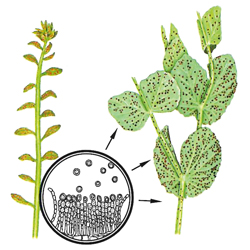 Erbsenrost