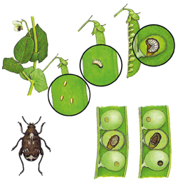 Erbsenkäfer