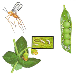 Erbsengallmücke