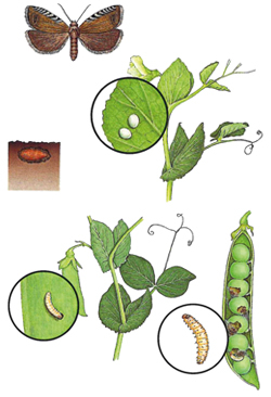 Erbsenwickler