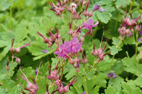 Felsen-Storchschnabel ‘Czakor’