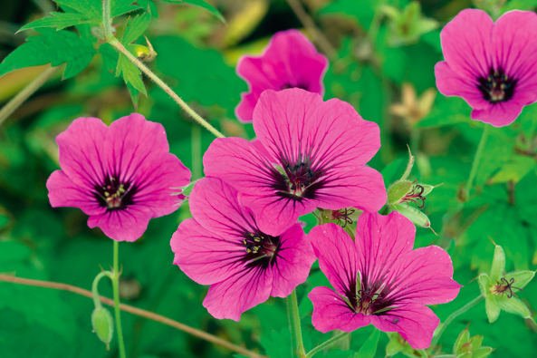 Armenischer Storchschnabel ‘Patricia’