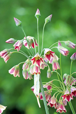 Bulgarischer Honiglauch