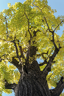 Ginkgo-Baum