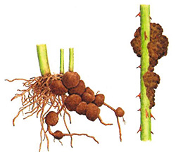 Wurzelkropf