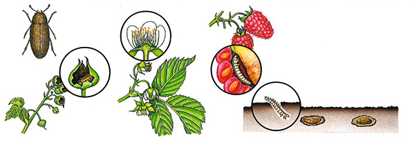 Himbeerkäfer