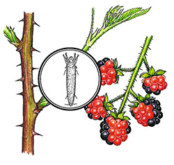 Brombeergallmilbe