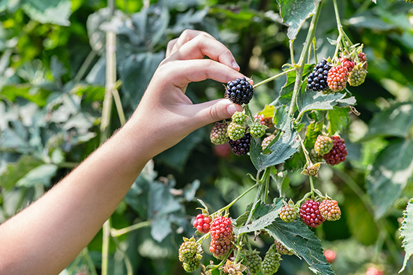 Schadbilder an Him- und Brombeeren