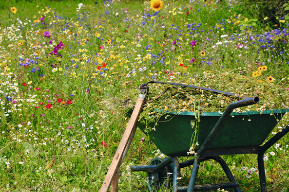 Was fürs Auge - eine Blumenwiese
