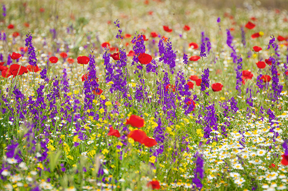 Blumen­wiesenmischung